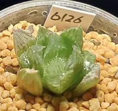 6126 毛蟹×花水晶　多肉植物 ハオルチア アロエ