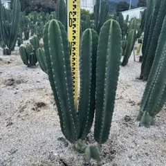 2025年最新】柱サボテン ブランチの人気アイテム - メルカリ