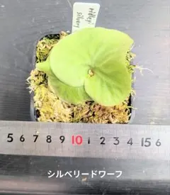 2026年最新】リドレイ ドワーフの人気アイテム - メルカリ