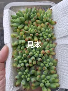 58多肉植物乙女心おまかせカット12株