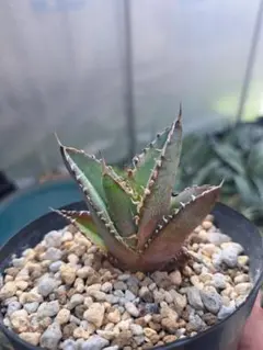 2026年最新】アガベチタノタブルーの人気アイテム - メルカリ