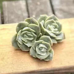 2025年最新】ラブリーローズの人気アイテム - メルカリ