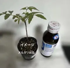 62c1☆未使用♪HEILTROPFEN DMSO 70% 100ml 1本 - メルカリ