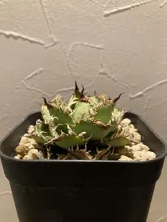 2025年最新】フィリグリー アガベの人気アイテム - メルカリ