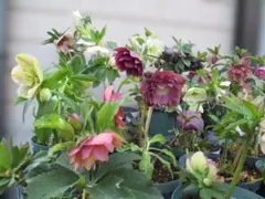 2026年最新】原種クリスマスローズの人気アイテム - メルカリ