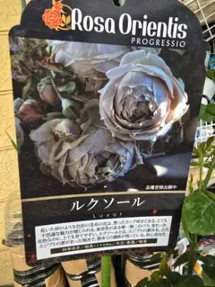 ルクソール　 ロサオリエンティス　ばら 苗　バラの家正規品 ルクソール ロサオリエンティス ばら 苗 バラの家正規品 - メルカリ