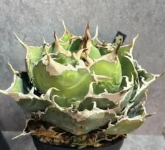 2026年最新】アガベ 白鯨 ボールの人気アイテム - メルカリ