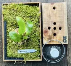 ビカクシダ Foong Siqi＋ オリジナル板＆ハイゴケ 板付キット