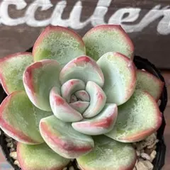 Towa様 リクエスト 2点 まとめ商品