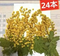 미모사 프레스드 플라워, 24개 세트, 드라이 플라워