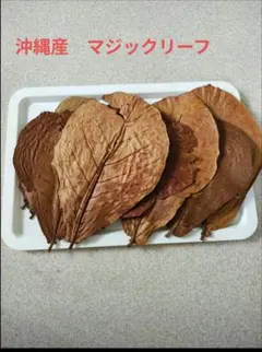 沖縄県やんばる産マジックリーフ 1kg UV殺菌灯照射済み③ 沖縄県やんばる産マジックリーフ 60g 20〜25枚入 UV殺菌灯照射済み③
