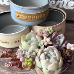 多肉植物とリメ缶3つセット つぶつぶ多肉 エケベリア カット苗 寄せ植え