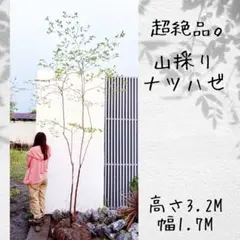 超絶品。美斑紋 山採りアオダモ本株立ち3.8M（鉢底から） - メルカリ