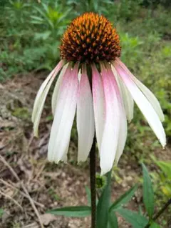 Pauridia capensis 白花桃端&青緑孔雀花心 1球 - メルカリ