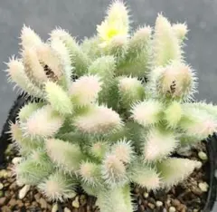 くるる様 リクエスト 4点 まとめ商品