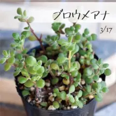 kana様 リクエスト 3点 まとめ商品《抜き苗》