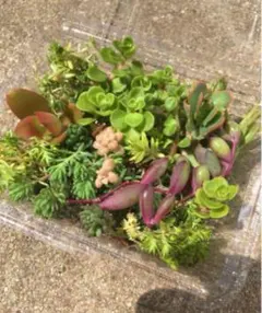 とめ様 リクエスト 2点 まとめ商品