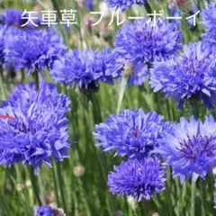 こうめ様 リクエスト 5点 まとめ商品