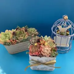 ★そのまま飾れる★多肉植物★寄せ植え★青い鳥籠の3点セット☆*:.。