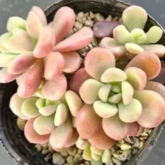 2026年最新】ぼのぼのさん苗の人気アイテム - メルカリ