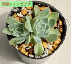 2026年最新】多肉植物 リンゼアナの人気アイテム - メルカリ