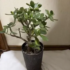 本日迄メルカリセール。15年以上大切に育てた金のなる木 15年以上育てた、流通してない大きさの金のなる木 - メルカリ