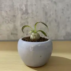 2025年最新】デンシカウレの人気アイテム - メルカリ