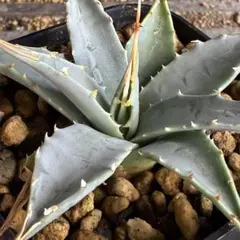 ユタエンシス エボリスピナ 陽炎 発送済み アガベ ユタエンシス エボリスピナ 陽炎 未発根 | GREEN LUCK