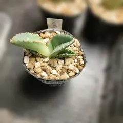 2026年最新】大白鯊 アガベの人気アイテム - メルカリ