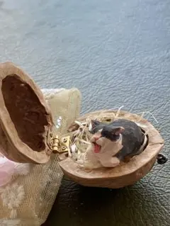 胡桃の中の猫