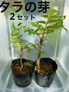 タラの芽 苗木 2セット 家庭菜園 山菜　トゲなしタラの芽　送料無料のサムネイル