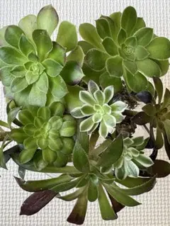き*こ様 アエオニウム 6種8セット　脇芽あり 　　　お買い得