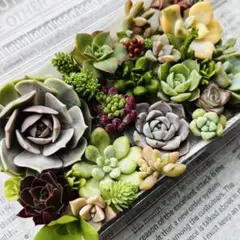 【レア種】ルナレン大苗入り　多肉植物詰め合わせ　多肉植物カット苗セット　多肉弁当