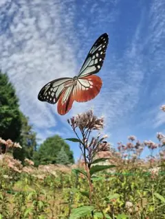 Item thumbnail for item 302a8be9-53ac-42eb-880d-a6ff04607f02