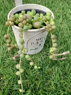 【多肉植物】グリーンネックレス 抜き苗 w6