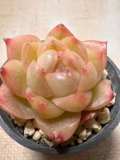 A2821新入荷　鳳凰　エケベリア　多肉植物のサムネイル