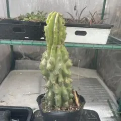 2026年最新】岩石獅子の人気アイテム - メルカリ