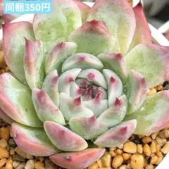 ❣️チワワエンシス②❣️現品 エケベリア 寄せ植え 多肉弁当 多肉植物