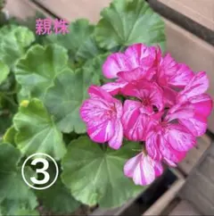 【ゼラニウム】　マダラ　苗③ クオリティバイオレットのサムネイル