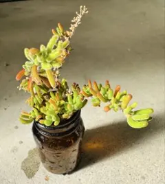 おかか様 リクエスト 2点 まとめ商品