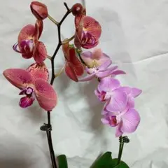 洋蘭 原種 Phal. schilleriana (silver leaf) - メルカリ