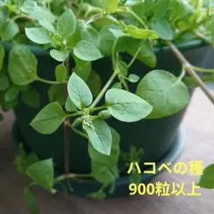 さくら様 リクエスト 2点 まとめ商品