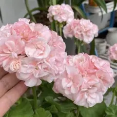 ✿ゼラニウム エマ大きめ鉢花✿ - メルカリ