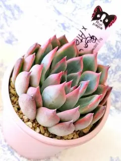 2026年最新】ルイパパさん苗の人気アイテム - メルカリ