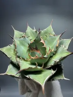 実生 チタノタ 検索)オアハカ スナグル オテロイ アガベ fo-076 ホリダ