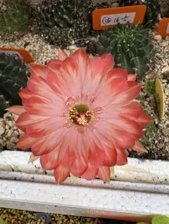 花サボテン 広瀬の草太郎 カキ仔未発根 - メルカリ