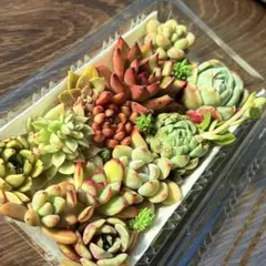 NEW❗️ 【レア種】沙羅姫牡丹入り　大苗入り　多肉植物詰め合わせ　多肉弁当❣️