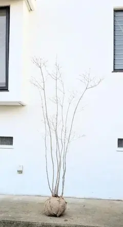 2026年最新】ドウダンツツジ 山採りの人気アイテム - メルカリ