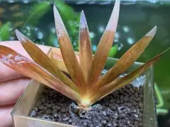 Xyris sp. 'Red' キシリス レッド 水草 大株 1株 小株付き - メルカリ