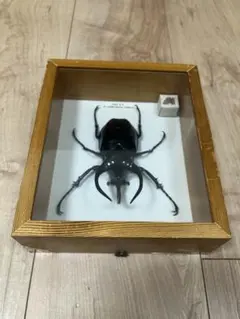 3 HORN RHINOCEROS BEETLE 標本 - メルカリ